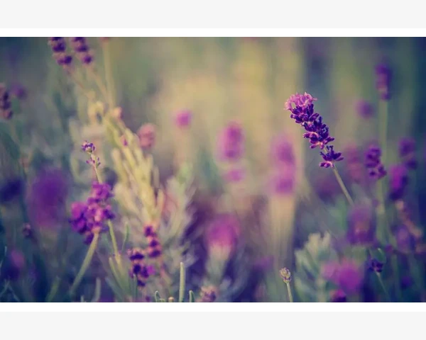 科技中小企业借平台获取专利服务的路径_美国B2B平台挑选与运营全流程